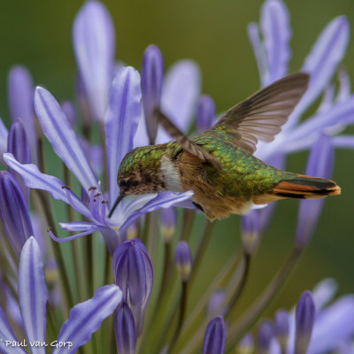 volcano Hummingbird, Vulkaankolibrie