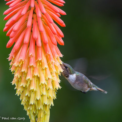 volcano Hummingbird, Vulkaankolibrie