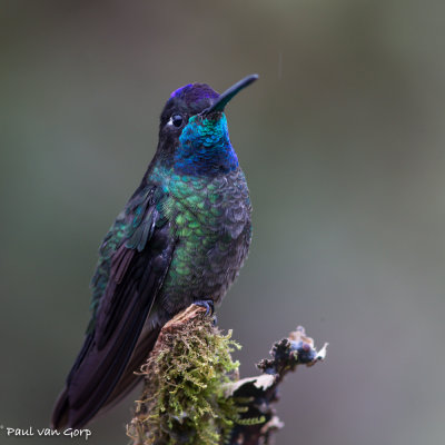 Magnificent Hummingbird, Rivoli's Kolibrie