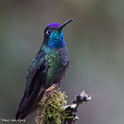 Magnificent Hummingbird, Rivoli's Kolibrie