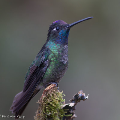 Magnificent Hummingbird, Rivoli's Kolibrie