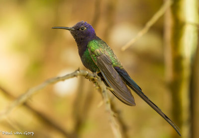 Swallow-Tailed Hummingbird, zwaluwstaartkolibrie