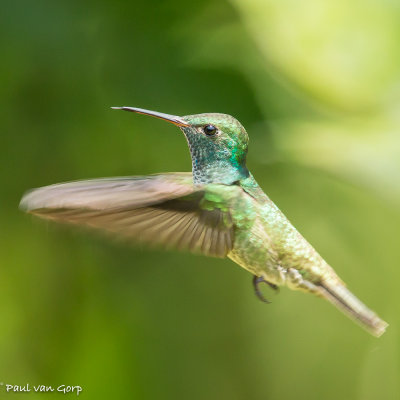 White-chinned Sapphire vrouwtje, Witkinsaffierkolibrie
