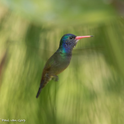 White-chinned Sapphire, Witkinsaffier Kolibrie