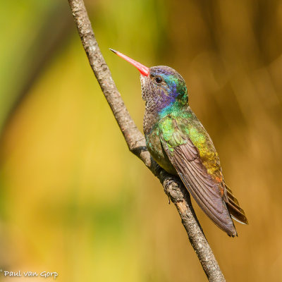 White-chinned Sapphire, Witkinsaffier