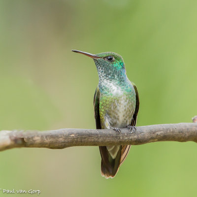 White-chinned Sapphire, Witkinsaffierkolibrie