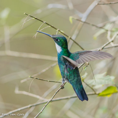 White-throated Hummingbird, Witkeelkolibrie
