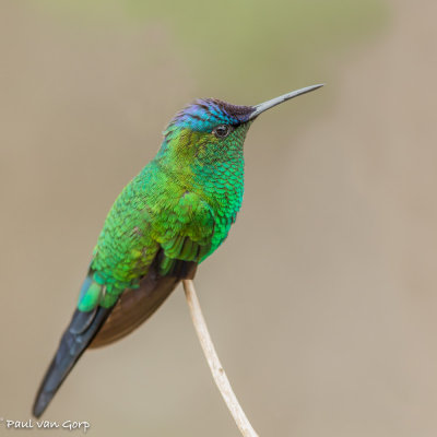 violet-capped woodnymph, violetkapbosnimph