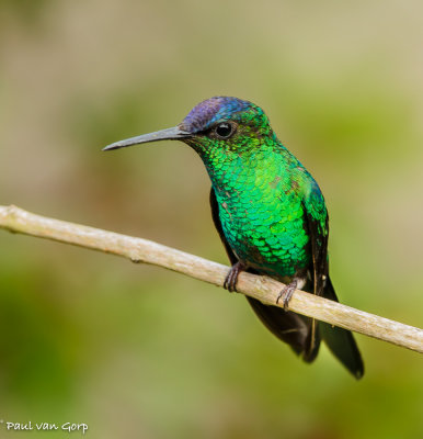 violet-capped woodnymph, violetkapbosnimph