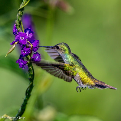 Charming Hummingbird, Pacifische Blauwborstamazilia
