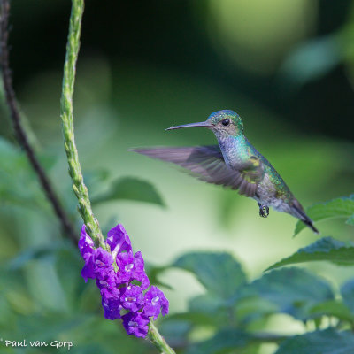 Charming Hummingbird, Pacifische Blauwborstamazilia