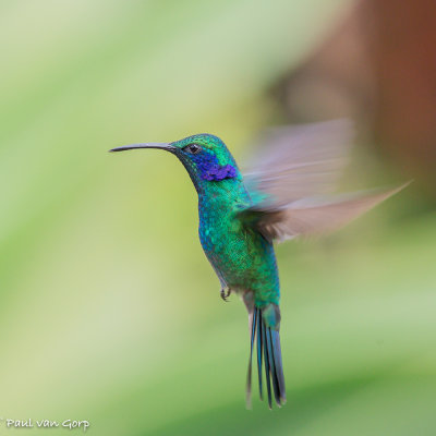 Green Violet-ear, Groene Violetoorkolibrie