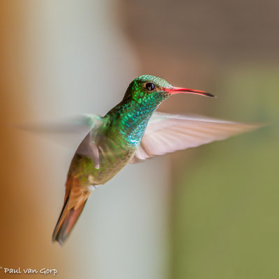Roodstaartamazilia, Rufous-tailed Hummingbird