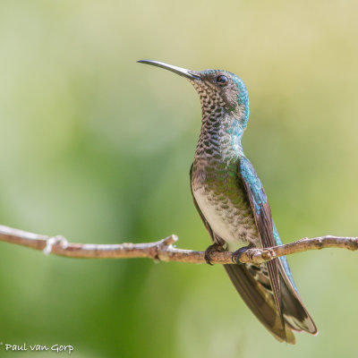 vrouwtje, White-necked Jacobin, Witnekkolibrie
