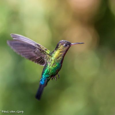Fiery-throated Hummingbird, Irazukolibrie