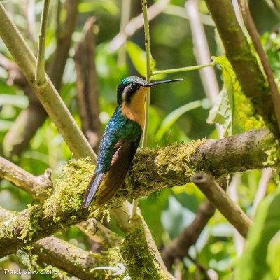 Purperkeeljuweelkolibrie, Purple-throated Mountain-gem