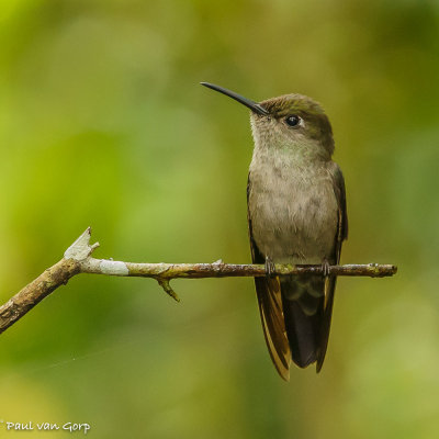 Sombere Kolibrie, Sombre Hummingbird