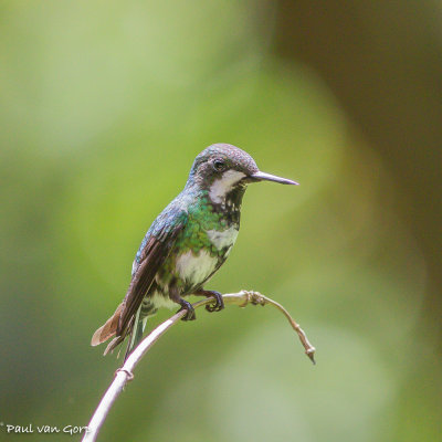 Kolibries Hummingbirds