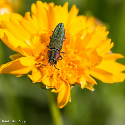Anthaxia hungarica, Hongarische prachtkever, Jewel beetle