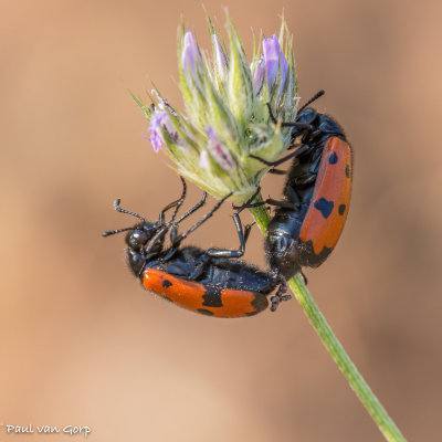 Mylabris quadripunctata, Oliekever