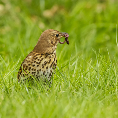 Song Thrush, Zanglijster