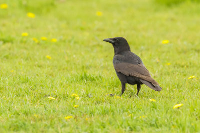 Carrion Crow, Zwarte Kraai