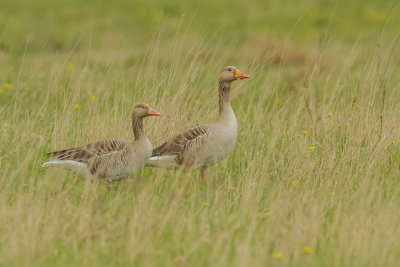 Grauwe Gans, Greylag Goose