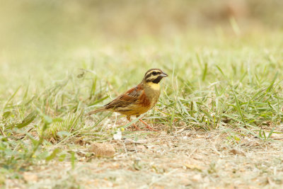 Cirl Bunting, Cirlgors