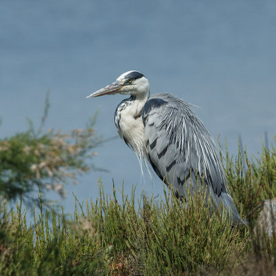 blauwe reiger, grey heron