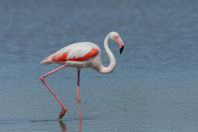 Flamingo, Lesser Flamingo