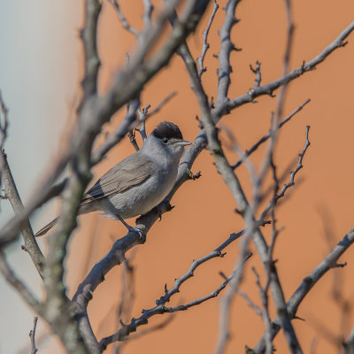 Blackcap, Zwartkop