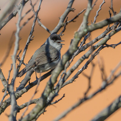 Blackcap, Zwartkop