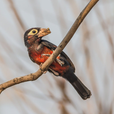 Double-Toothed Barbet, Dubbeltandbaardvogel