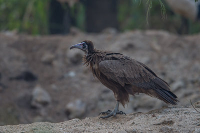 Hooded Vulture, juf., kapgie