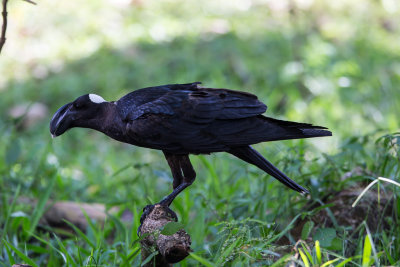 Dikbekraaf, Thick-billed Raven, edemic