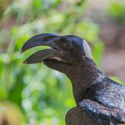 Dikbekraaf, Thick-billed Raven, endemic