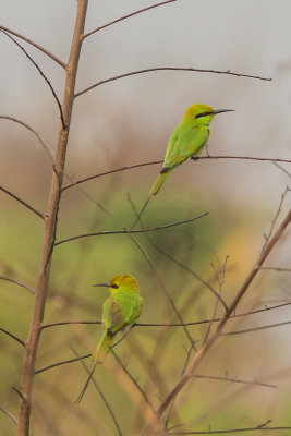 Groene bijeneter, Little green bee-eater