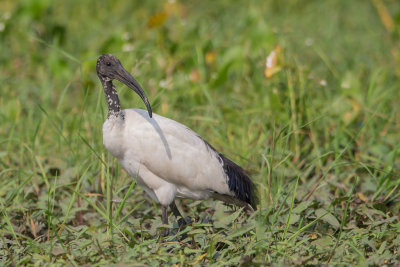 African sacred  ibis, Afrikaanse heilige ibis