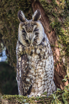 Abyssinian Long-eared Owl,Abyssinian langoor uil