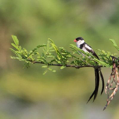 Dominicanerwida, pin-tailed Whydah
