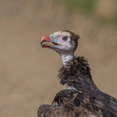White-Headed Vulture, Witkopgier