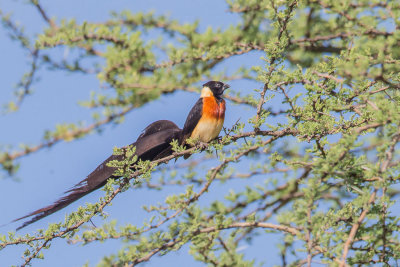 Long-Tailed Paradise-Whydah, Smalstaartparadijswida