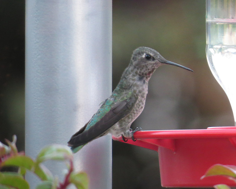 2014-08-25 18.46.54a.jpg