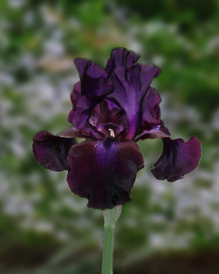 Black Iris sm.jpg