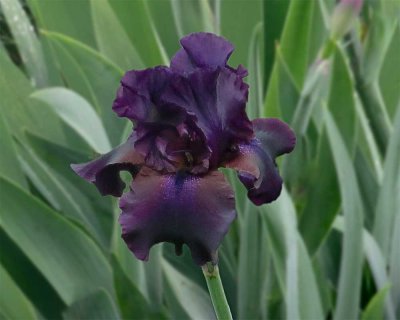 Black Iris 6 sm.jpg