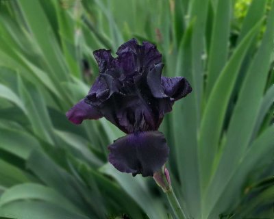 Black Iris 5sm.jpg