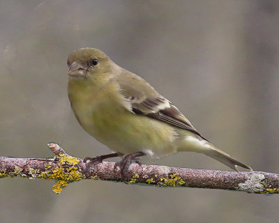 Winter Goldfinch.jpg