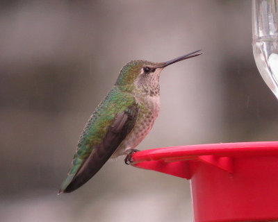 Hummers