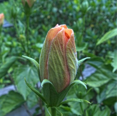 P1110627