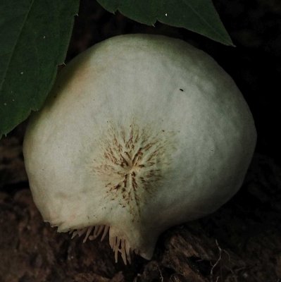 P6162527
